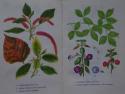 Billede af bogen Stueplanter i farver