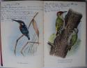 Billede af bogen  Fugle i farver